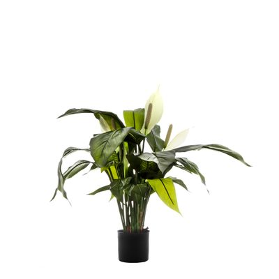 Spathiphyllum Lily White 63cm