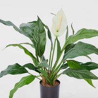 Spathiphyllum Lily White 63cm