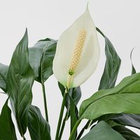 Spathiphyllum Lily White 63cm