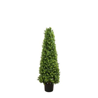 Boxwood Pyramid Tree 1m