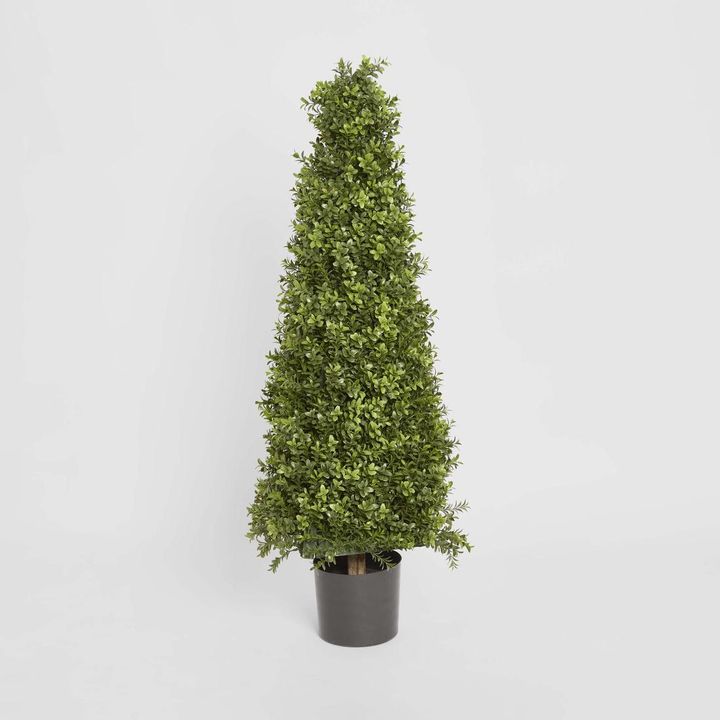 Boxwood Pyramid Tree 1m