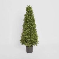 Boxwood Pyramid Tree 1m