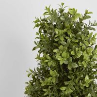 Boxwood Pyramid Tree 1m