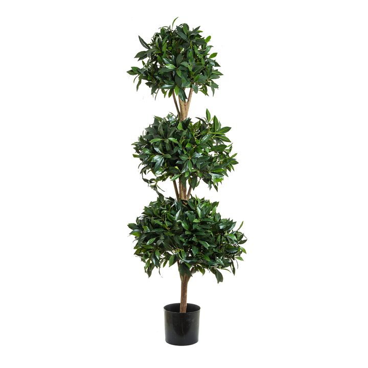 Sweet Bay Triple Ball Tree 1.7m