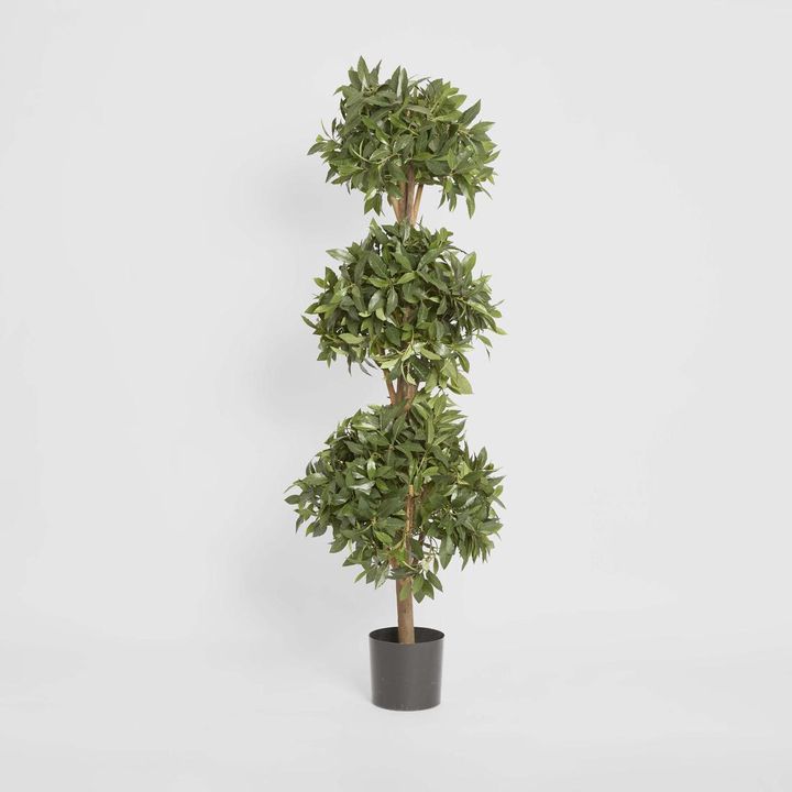 Sweet Bay Triple Ball Tree 1.7m