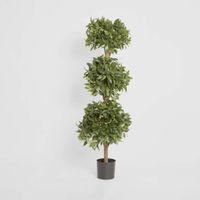 Sweet Bay Triple Ball Tree 1.7m