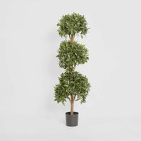 Sweet Bay Triple Ball Tree 1.7m