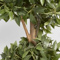 Sweet Bay Triple Ball Tree 1.7m