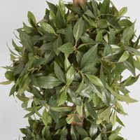 Sweet Bay Triple Ball Tree 1.7m