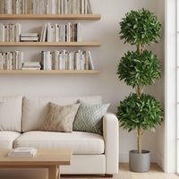 Sweet Bay Triple Ball Tree 1.7m