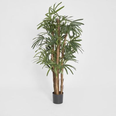 Raphis Palm 1.5m