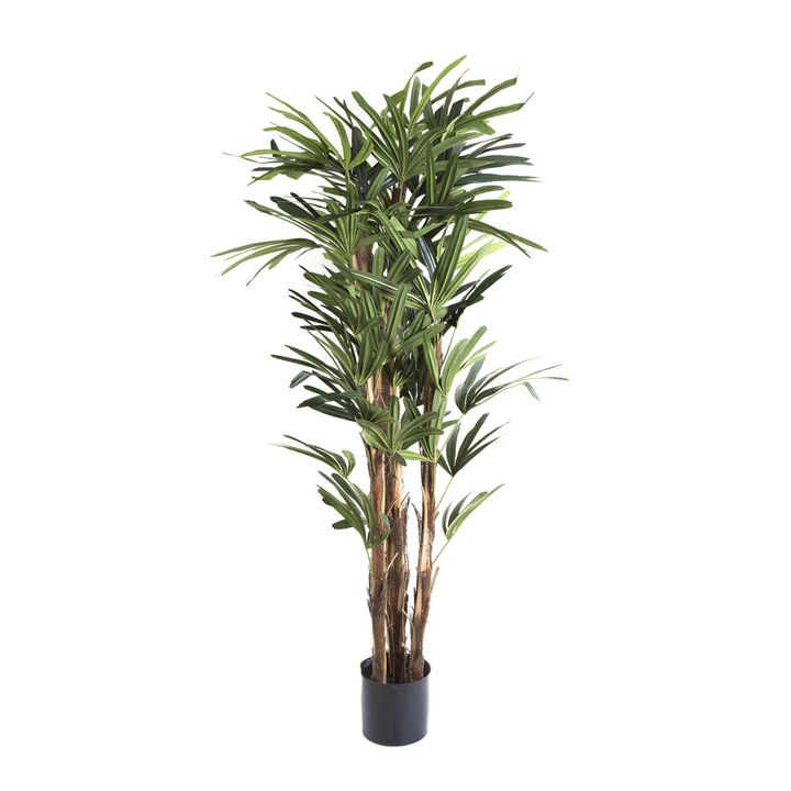 Raphis Palm 1.5m