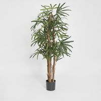 Raphis Palm 1.5m