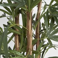 Raphis Palm 1.5m
