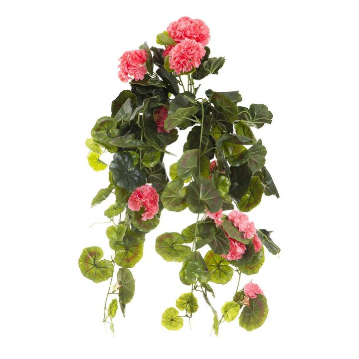 Geranium Bush Trail 60cm Peach