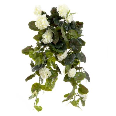 Geranium Bush Trail 60cm Cream