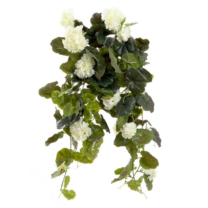 Geranium Bush Trail 60cm Cream