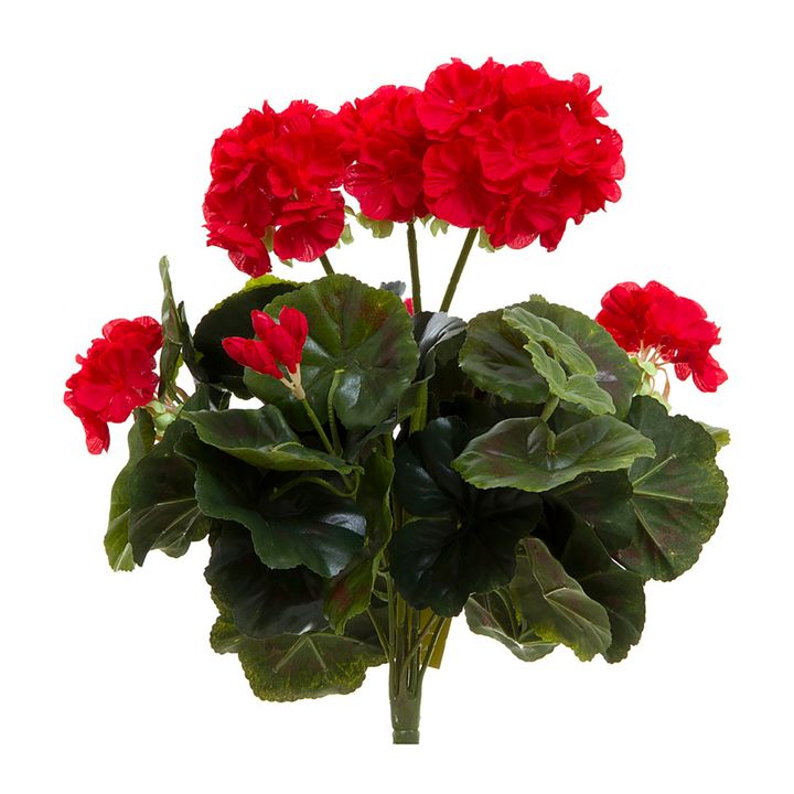 Geranium Bush 38cm Red