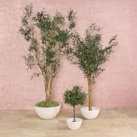 Olive Topiary 65cm