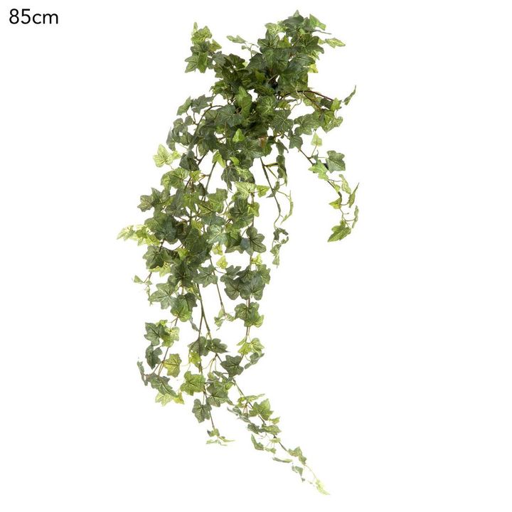 Ivy Bush Hanging Vine 85cm