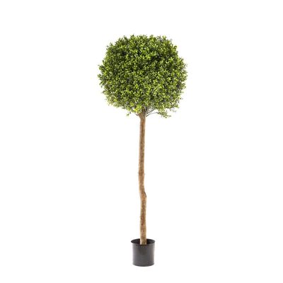 Boxwood Ball Tree 1.5m