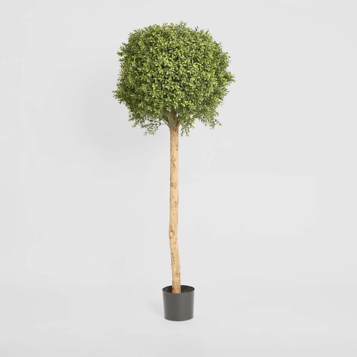 Boxwood Ball Tree 1.5m
