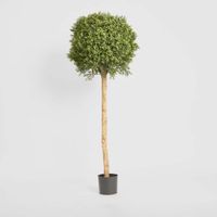 Boxwood Ball Tree 1.5m