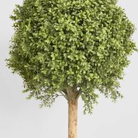 Boxwood Ball Tree 1.5m