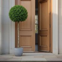 Boxwood Ball Tree 1.5m