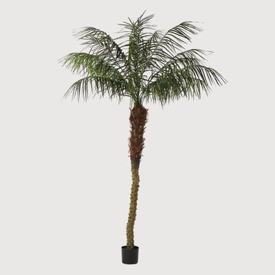 Phoenix Palm 2.4m
