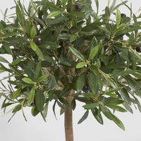 Olive Green Topping Tree 70cm