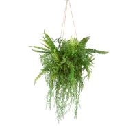 Fern Hanging 90cm