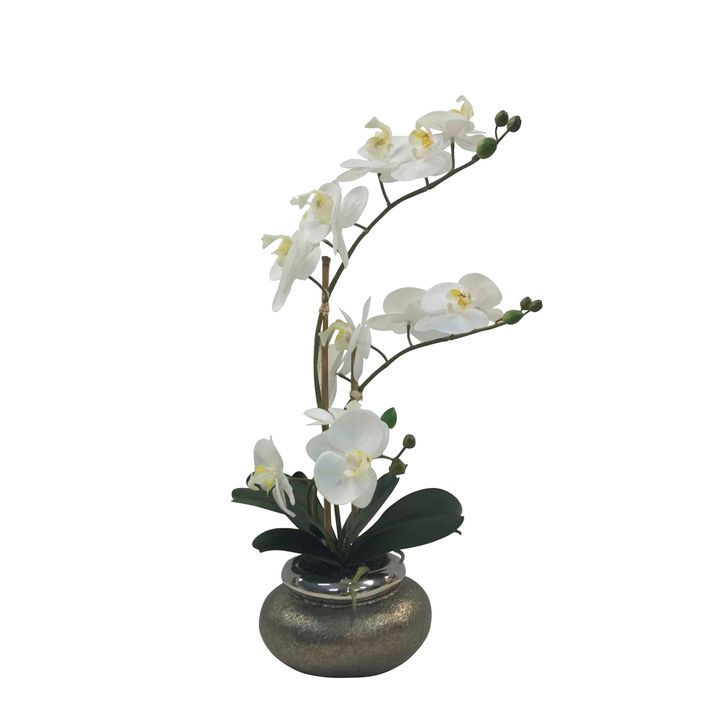 Orchid Phalaenopsis Antique Bowl 53cm White