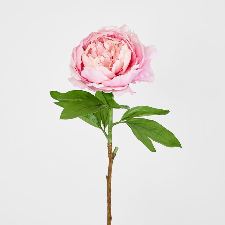 Peony Queen 70cm Pink