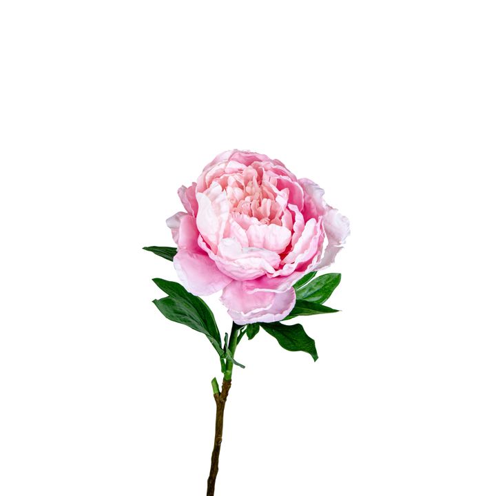 Peony Queen 70cm Pink