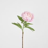 Peony Queen 70cm Pink