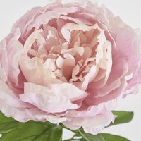 Peony Queen 70cm Pink