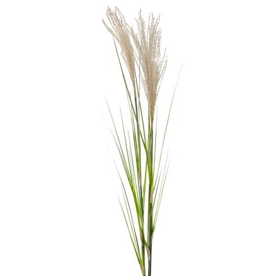 Pampas Grass Spray 1.1m