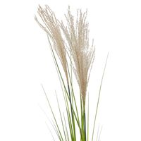 Pampas Grass Spray 1.1m