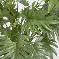 Split Philo Potted Bush 75cm