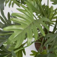 Split Philo Potted Bush 75cm