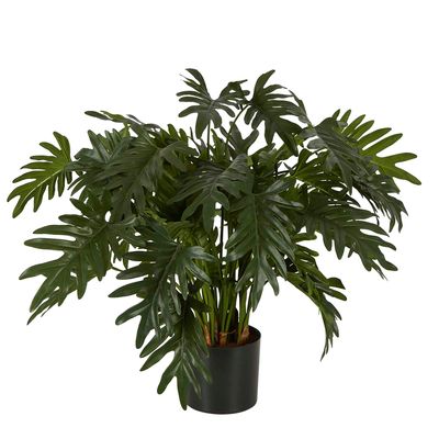 Split Philo Potted Bush 75cm