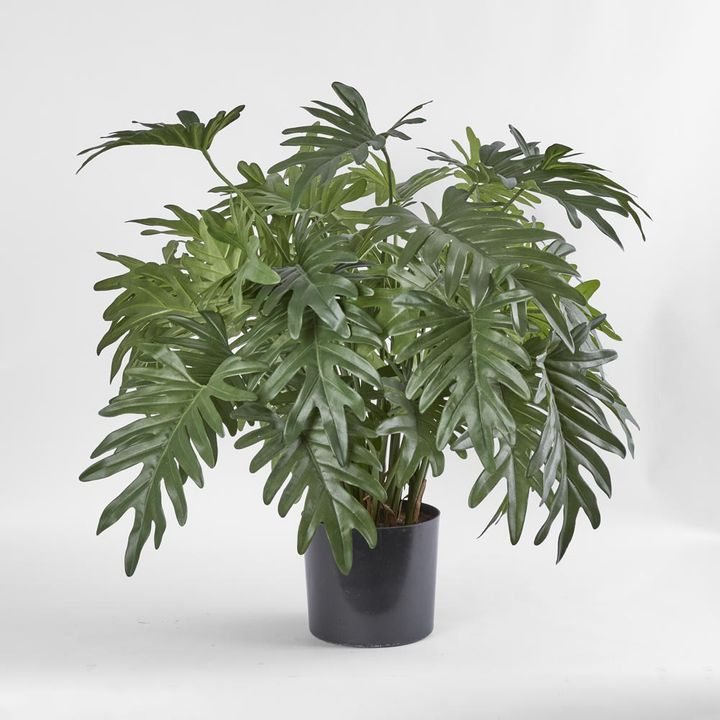 Split Philo Potted Bush 75cm