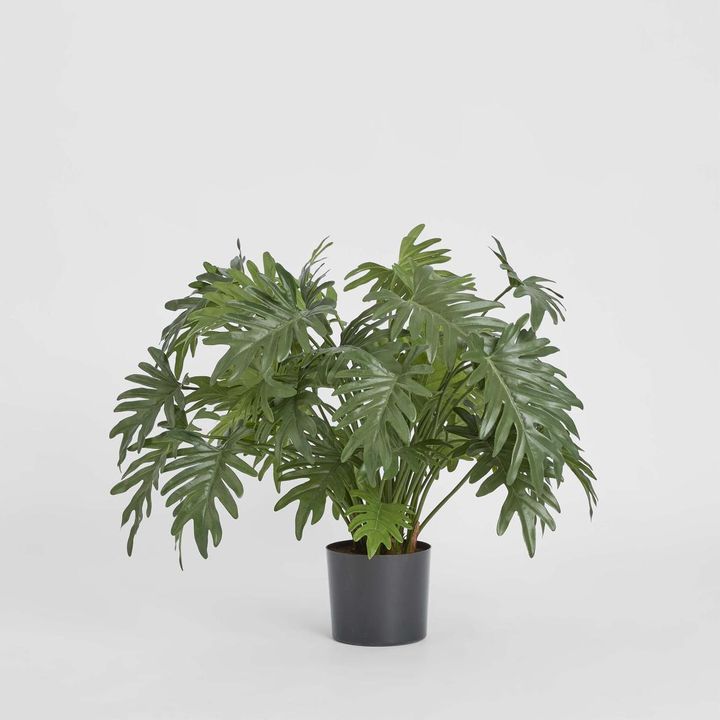Split Philo Potted Bush 75cm