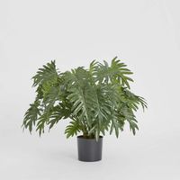 Split Philo Potted Bush 75cm