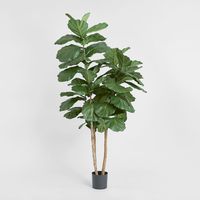 Fiddle Leaf Tree 1.9m