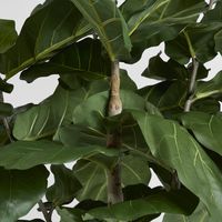 Fiddle Leaf Tree 1.9m