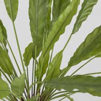 Calathea Potted Bush