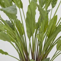 Calathea Potted Bush