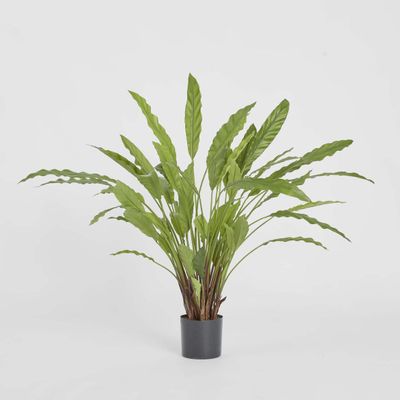 Calathea Potted Bush